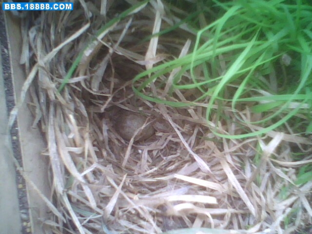 IMG0267A.jpg