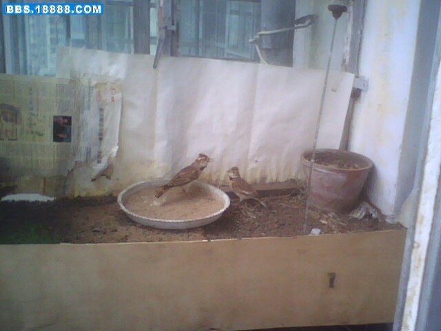IMG0261A.jpg