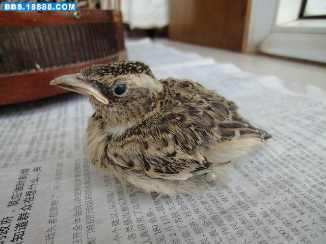 调整大小 DSC02218.JPG