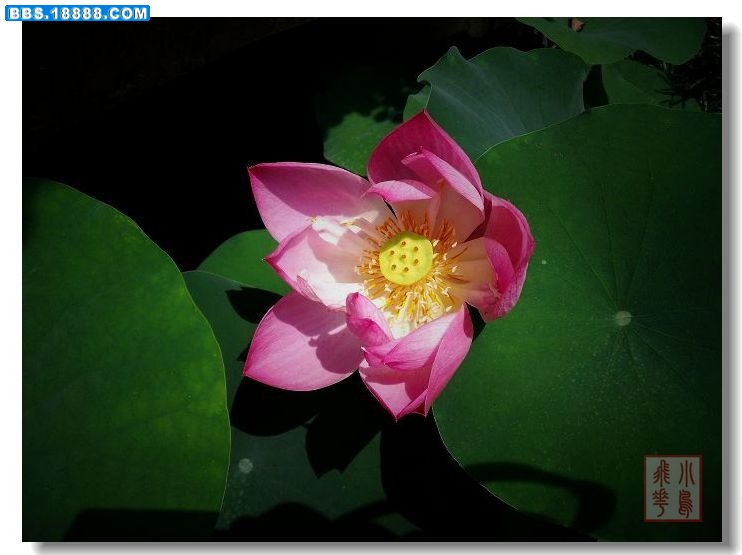 DSCF71710.jpg