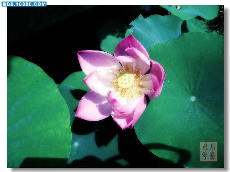 DSCF71711.jpg