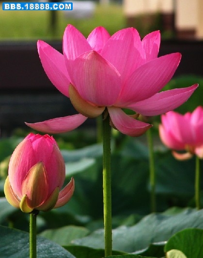 荷花.jpg