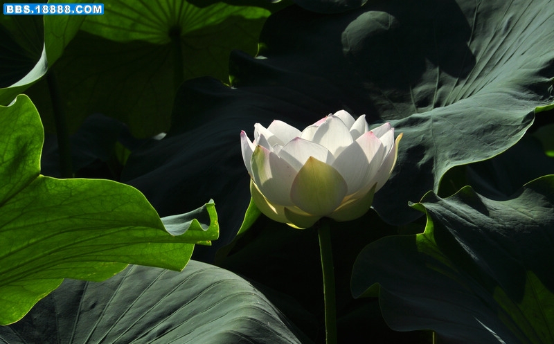 2011.7.1 108.jpg