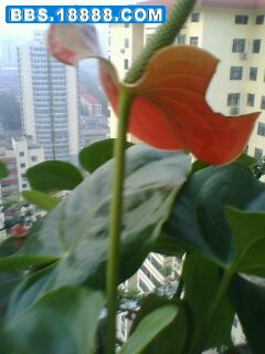 IMG0001A.jpg