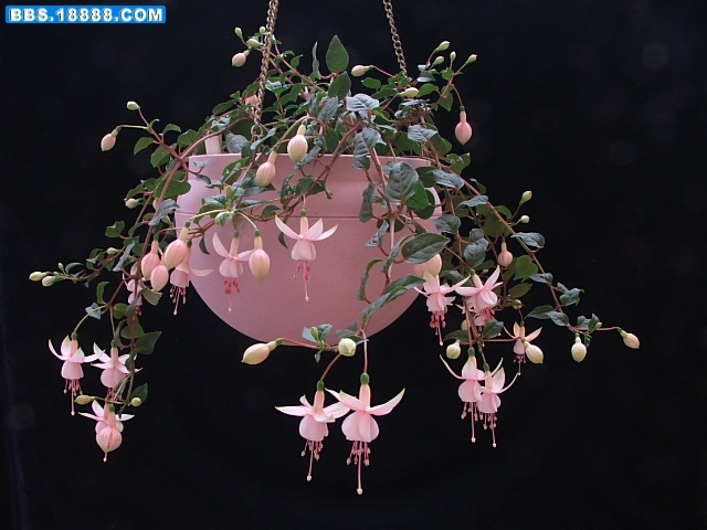 DSCF2351.JPG