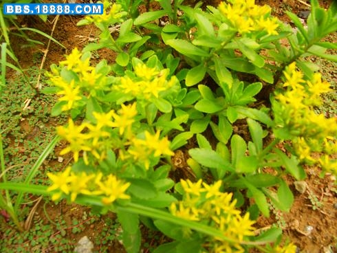 复件 PICT0010.JPG
