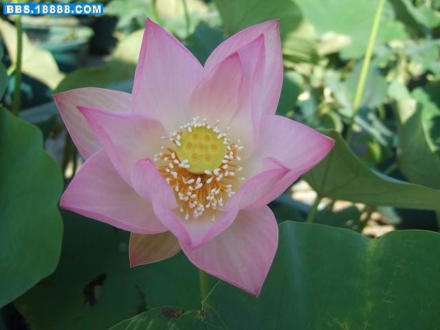 调整大小 DSCF6182.JPG