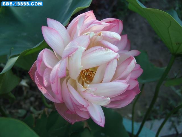 调整大小 DSCF6179.JPG