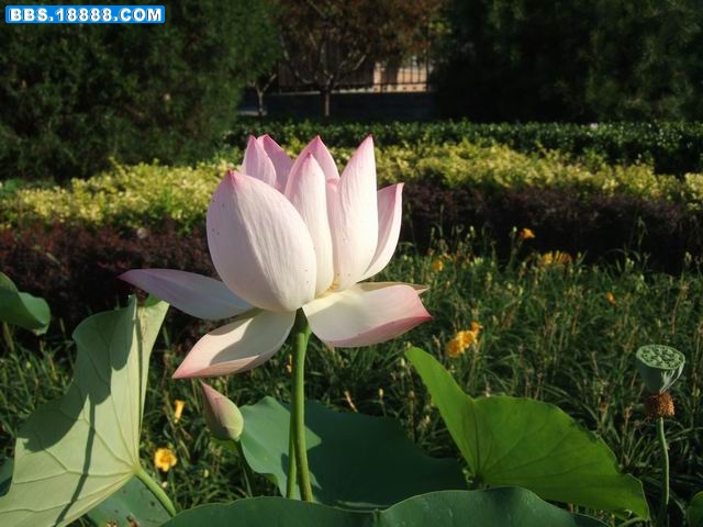调整大小 DSCF6169.JPG
