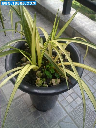 2011黄3.jpg