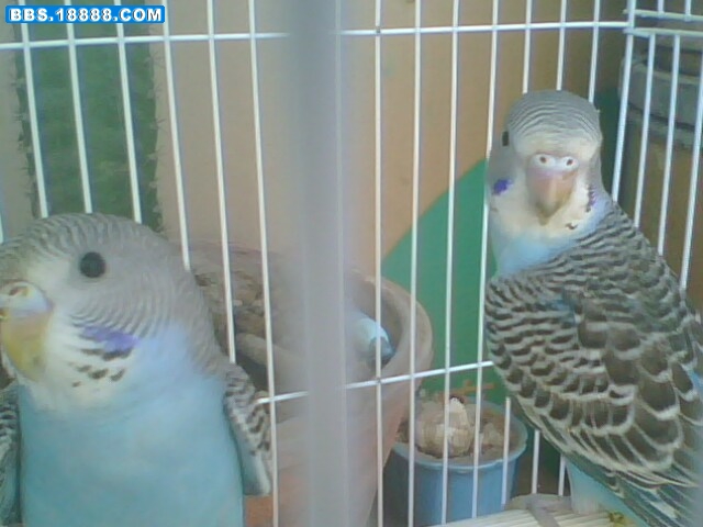 IMG1798A.jpg