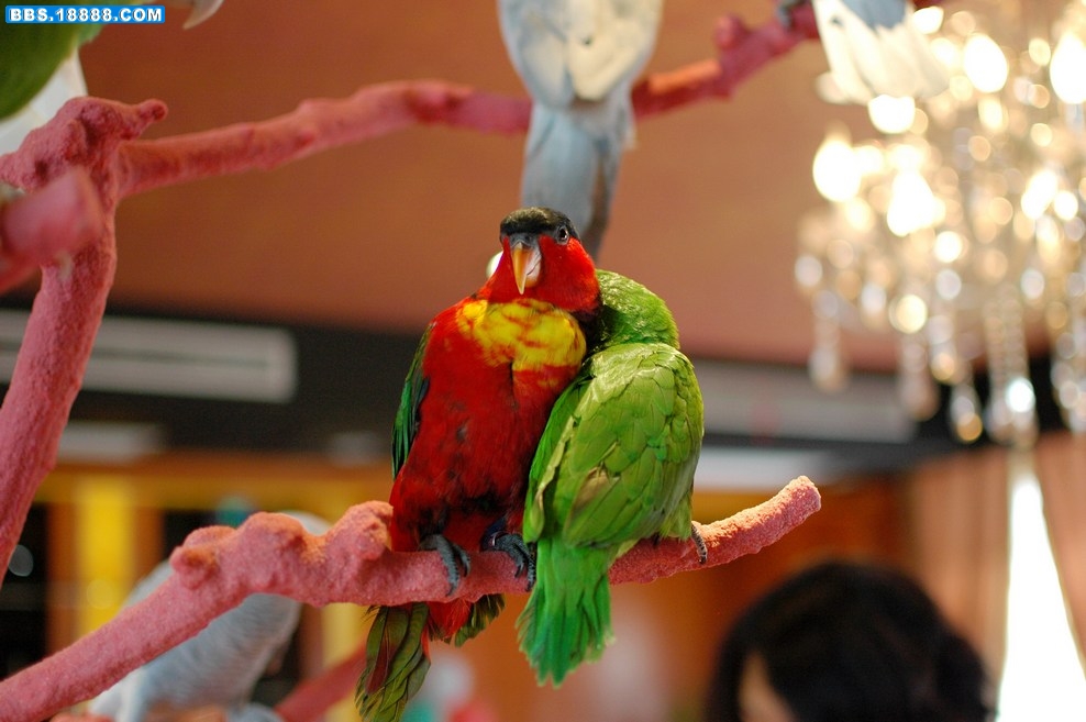 DSC_4362.jpg