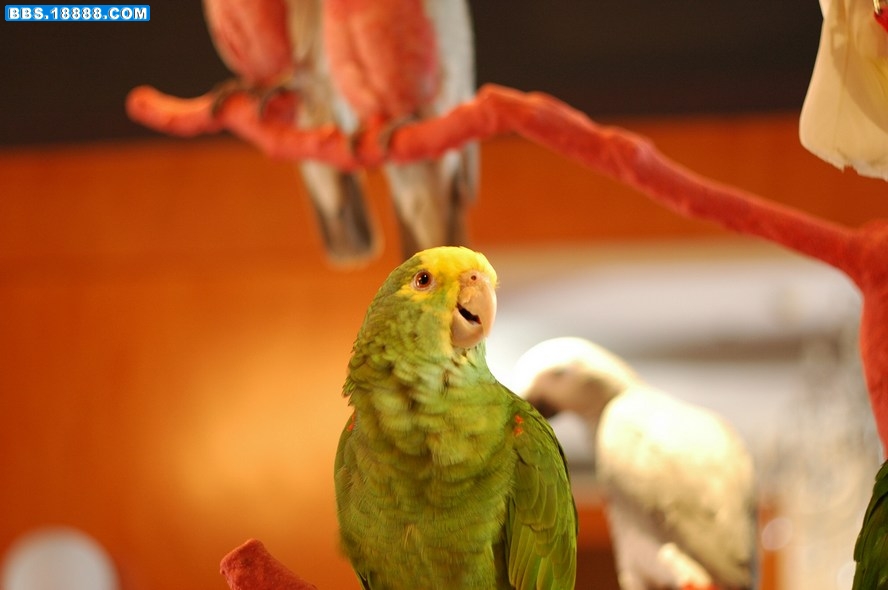 DSC_4426.jpg