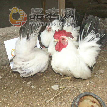 纯桂种群14.jpg