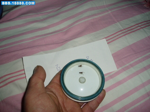 60_58774_c3eb6dd2098f2d4.jpg