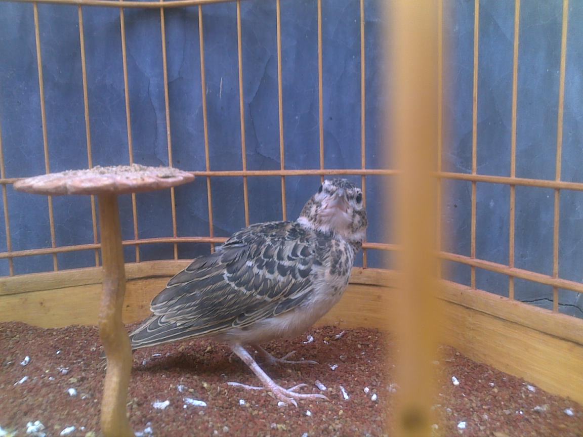 20110721056.jpg