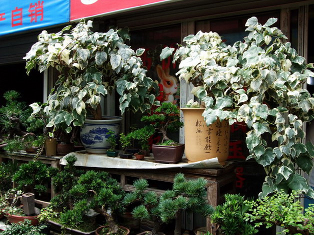 DSCF7858.jpg