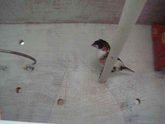 DSC04564.JPG