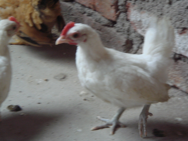 DSC04707.JPG