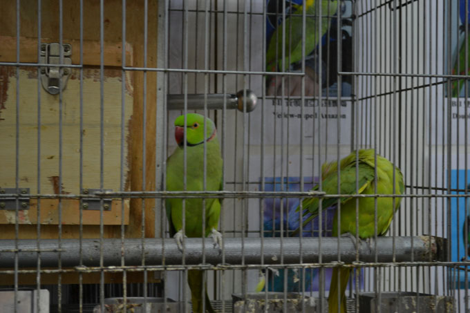 DSC_0059t024b.jpg