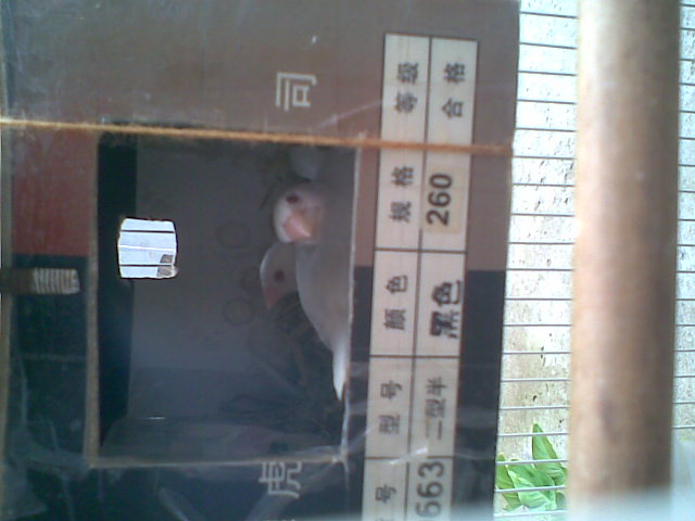 小白.jpg
