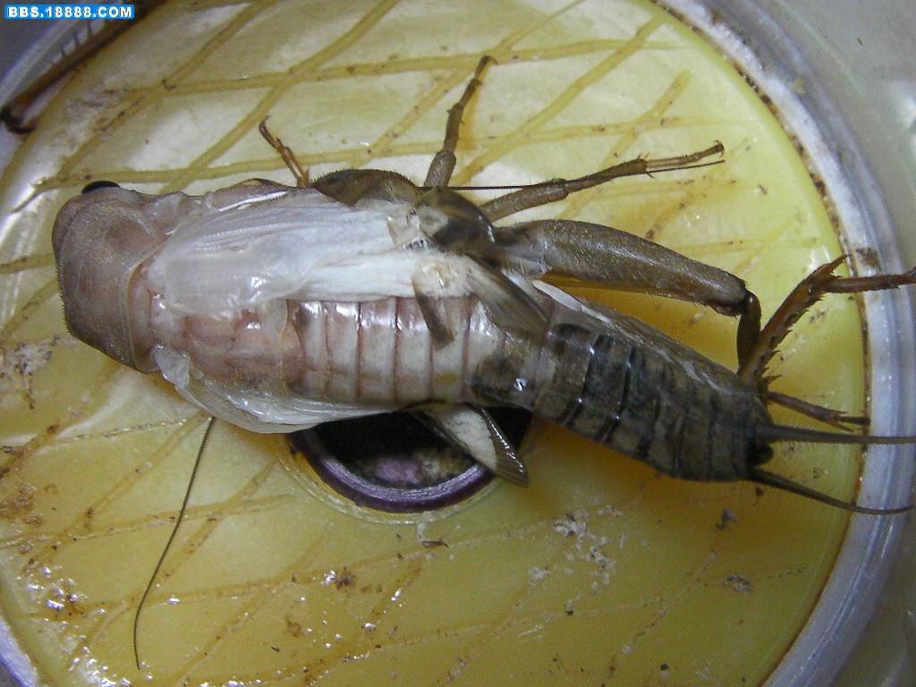 SANY3381.JPG