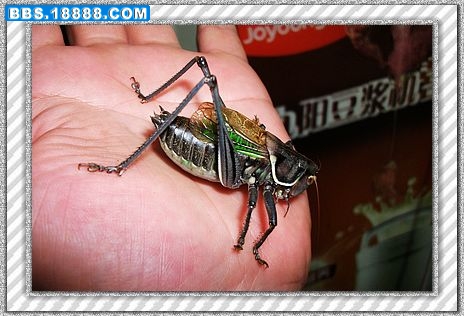 DSCF1607[1].jpg