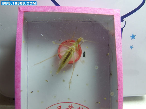 紫竹蛉3.jpg