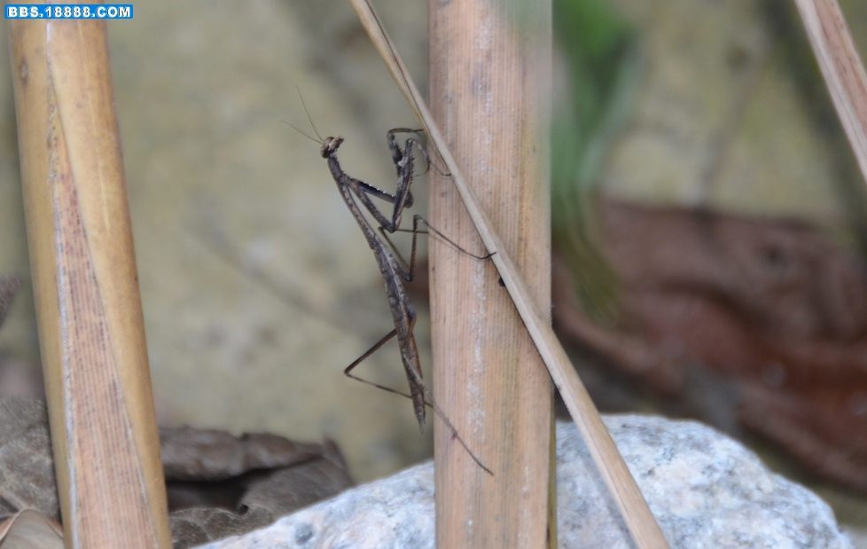 什么螳螂3？（20110703）体长2cm.jpg