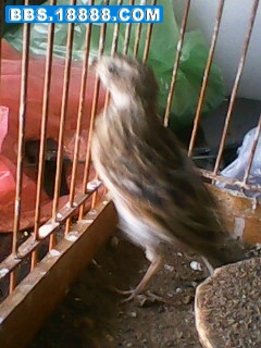 IMG0010C.jpg