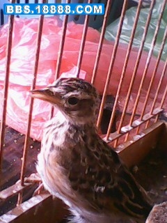 IMG0013C.jpg