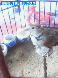 IMG0328A.jpg