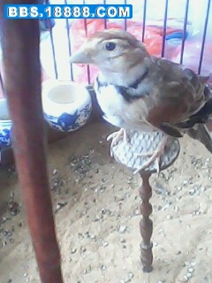 IMG0327A.jpg