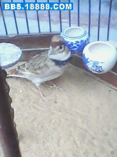IMG0246A.jpg
