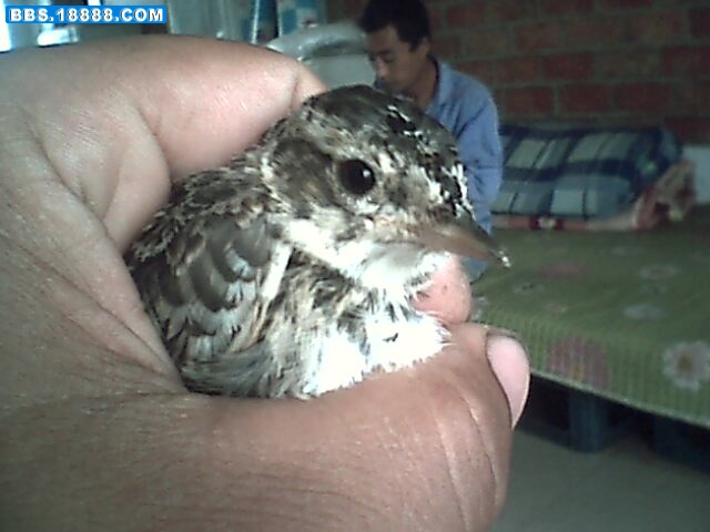 IMG0543A.jpg