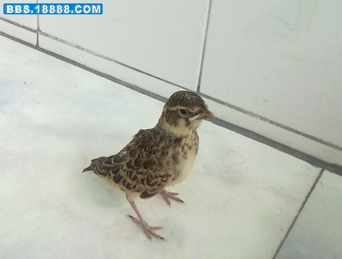 20110613101.jpg