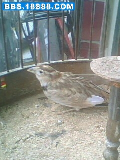 IMG0397A.jpg