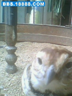 IMG0393A.jpg