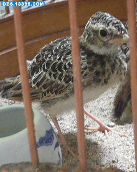 鱼鳞燕7.1.4.jpg