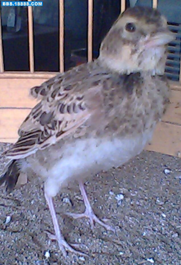 IMG0286A.jpg