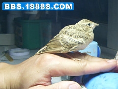 SDC11906手上云雀.jpg
