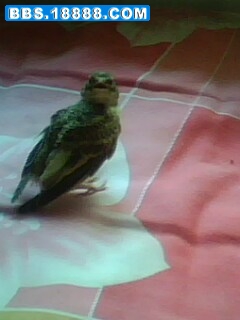 IMG0201A.jpg