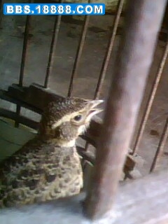 IMG0176A.jpg