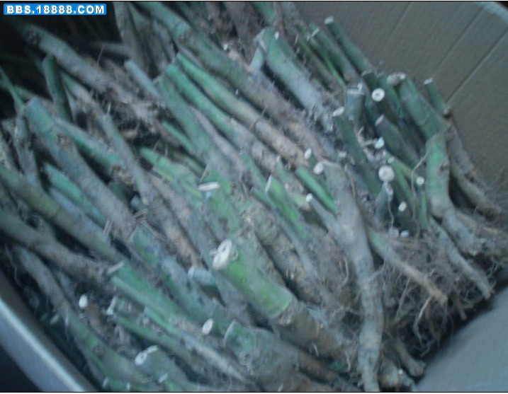 麻根.jpg10.jpg