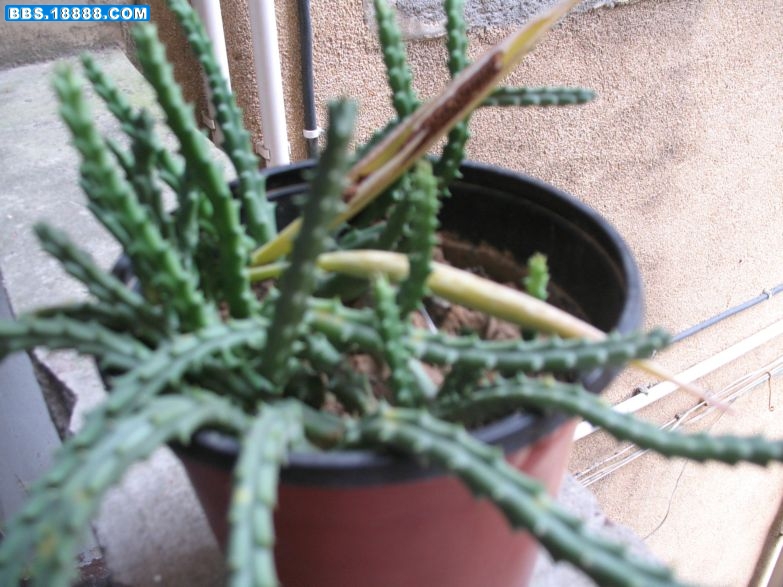 花 026.jpg