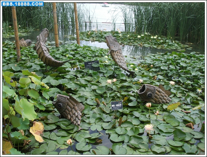 DSCF8685.JPG