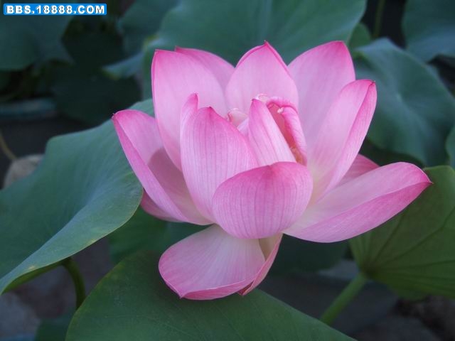 调整大小 DSCF6337.JPG