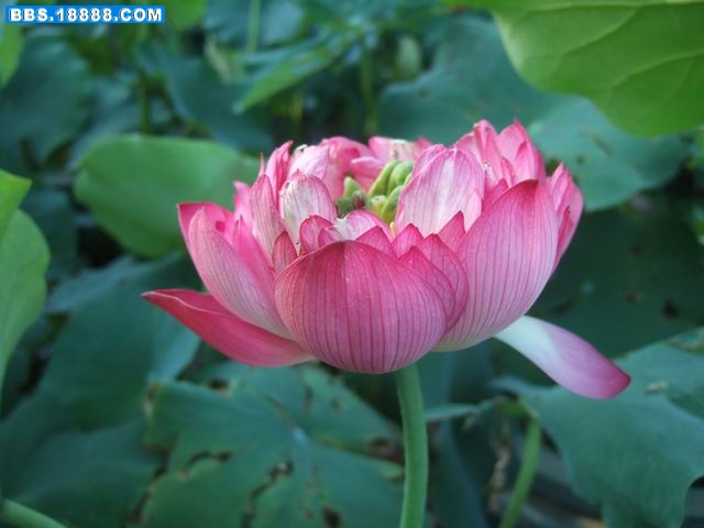 调整大小 DSCF6347.JPG