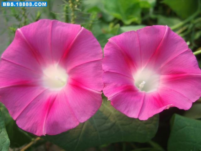 牵牛花 (32).JPG