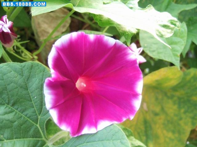牵牛花 (5).JPG